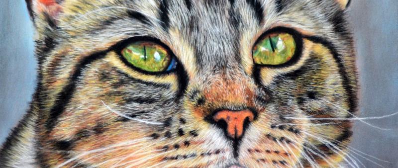 Katzen malen mit Pastellstiften